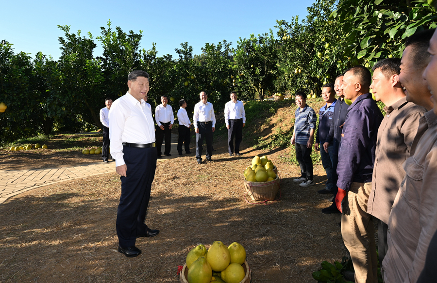 2025年11月7日，習(xí)近平總書記在梅州市梅縣區(qū)雁洋鎮(zhèn)南福金柚種植基地考察時，同果農(nóng)和農(nóng)技人員親切交流。