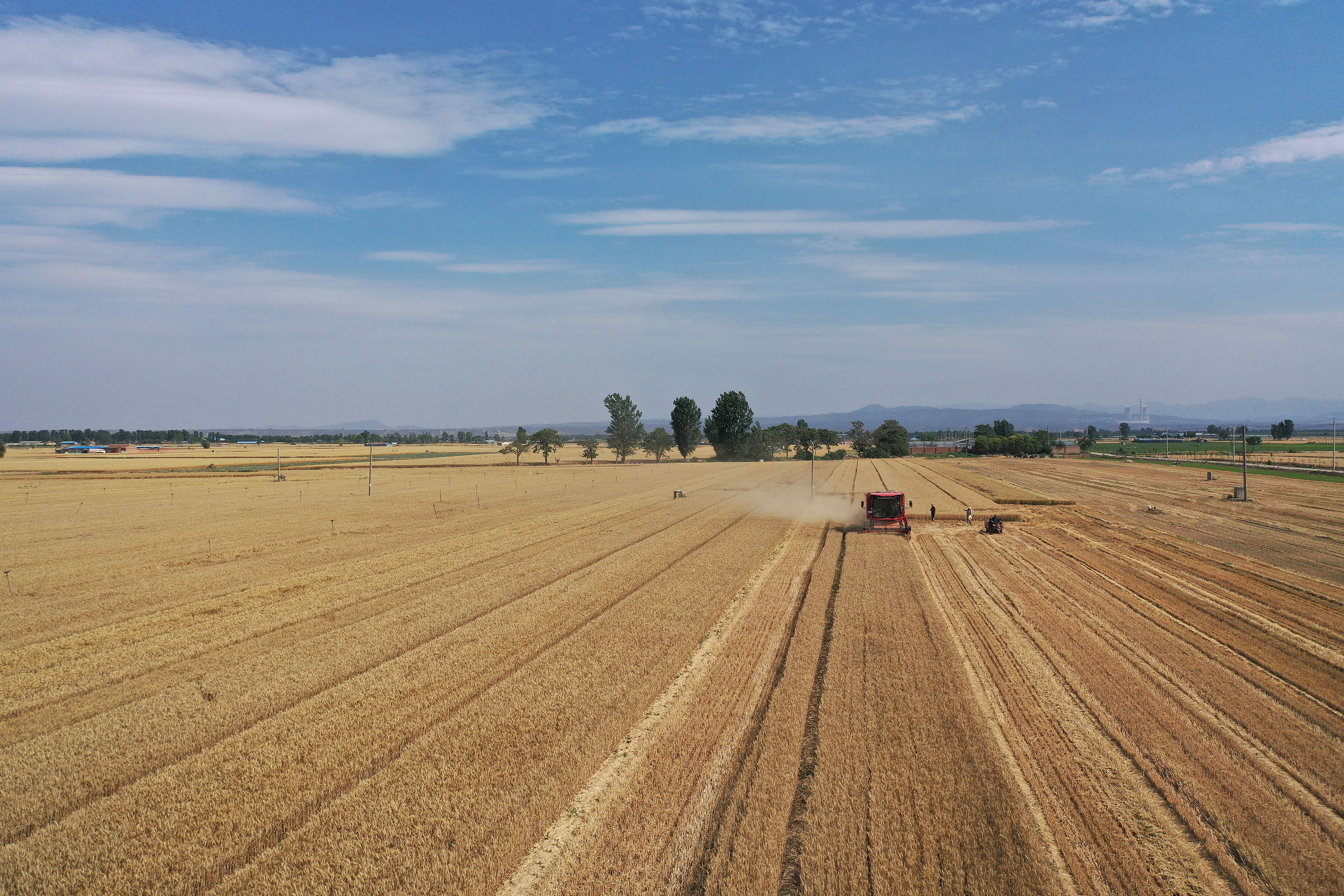 2025年6月3日，河南焦作，溫縣黃河街道灘王莊村農(nóng)民駕駛收割機收獲小麥。