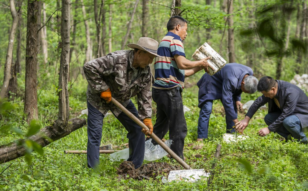 2025年4月16日，江西新余，仙女湖區(qū)河下鎮(zhèn)花園村林場，人們正在搬運、栽植靈芝菌棒。